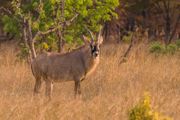 088 Zimbabwe, Hwange NP, roanantilope.jpg